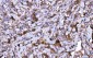 Anti-HGS Antibody Picoband™ (monoclonal, 4B7E2)